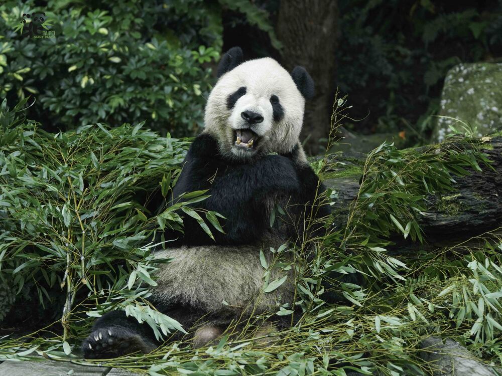 圖片來源 台北市立動物園