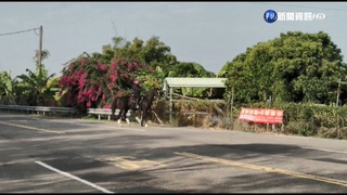 不想回家?! 黑馬鬧脾氣 "人馬僵持"險遭撞