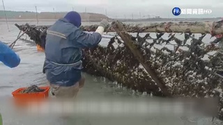 "黑金"產業! 澎湖養殖紫菜年產值破千萬元