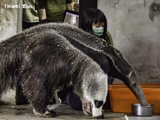 難過不捨！動物園食蟻獸媽媽「口袋莎」難產亡 長頸鹿「菊忠」也猝逝
