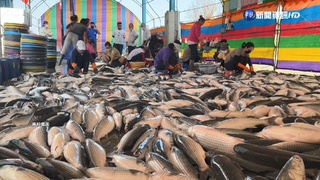 "烏金"伴寒流準時報到 雲林漁民大豐收