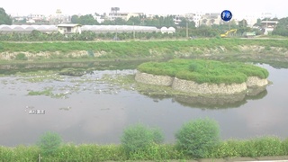 虎尾3千萬滯洪池 不到2年浮萍吞沒變荒地