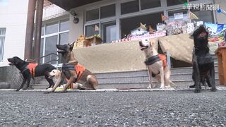 超暖拉拉退役搜救犬找新家！北市消防局開放寄養申請 歡迎愛犬民眾踴躍申請