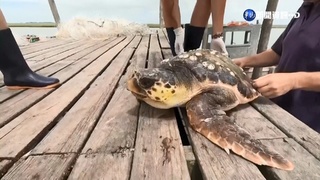 遭獵殺釀生存危機! 阿根廷野放3隻"大頭龜"