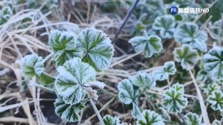彷彿北國! 武陵農場-1.5℃ 銀白世界美極了