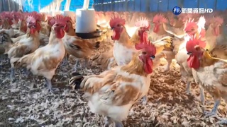 H5N1高病原性禽流感爆發 宜嘉南高6禽場淪陷