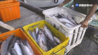 寒流捕烏魚9千尾! 漁民年終進帳400萬樂翻