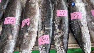 土魠"白金"潮! 澎湖漁船捕撈6百隻 百萬入帳