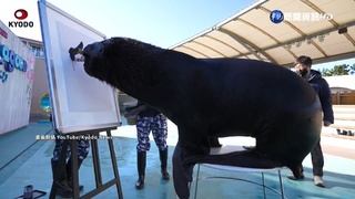 日本海獅揮毫寫漢字"卯" 喜迎兔年到來