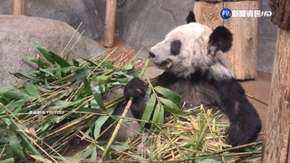 結束20年租借期 美國歸還中國2隻大貓熊