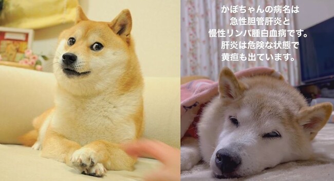 迷因柴犬「Doge」本尊剛過17歲生日驚傳病危 全球網友集氣 | 華視新聞