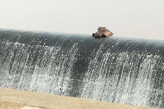 河馬Chill趴「無邊際泳池」觀察人類 模樣萌翻網