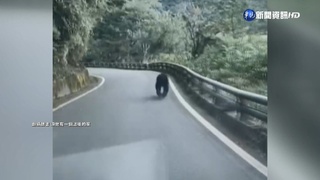熊出沒! 台灣黑熊狂奔南橫公路急閃車