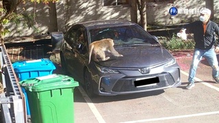 武陵櫻花祭將至! 成立"驅猴隊"保護遊客安全