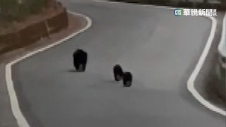 南橫公路又遇台灣黑熊 "母子三熊"悠閒散步