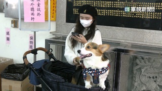 貓狗常生病.身體不好 宮廟開放"寵物安太歲"