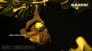 僅存200隻! 台灣狐蝠瀕絕種 花縣籌設保護區