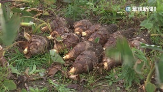 兩樣情! 芋頭產量爆增賠本賣 韭菜大缺貨漲7成