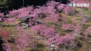 國光客運"武陵賞櫻專車"開賣 民眾現場搶購