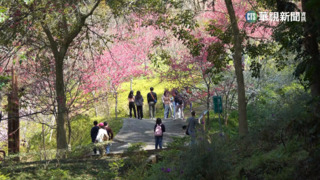 台中武陵梅花開5成! 紅.白.粉上千梅花齊綻放