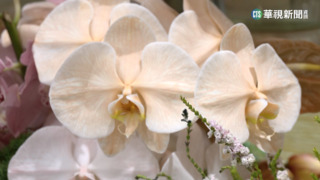過年花市買氣夯 蝴蝶蘭貴1-2成人氣仍旺
