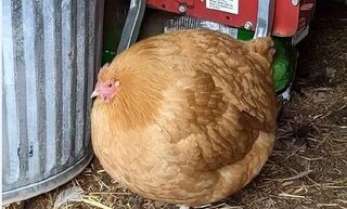 網曬身材走鐘「膨風雞」吸睛照！  網笑：阿嬤養的