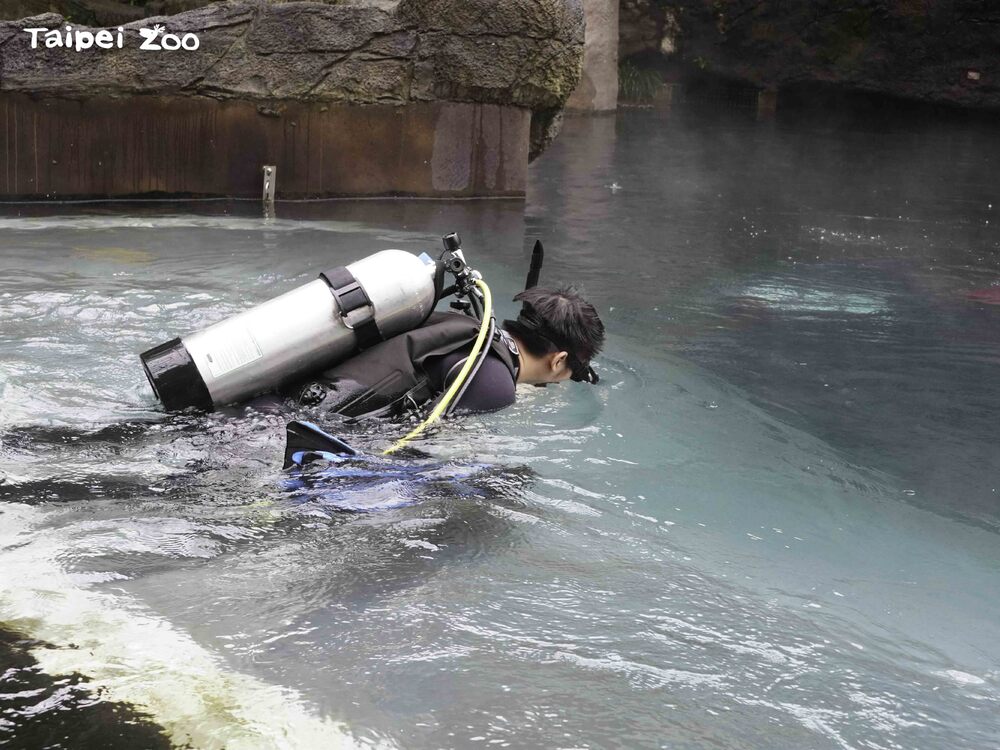 穿山甲館保育員即使冷氣團過境依然要定期下水清理水池 圖文來源 台北市立動物園