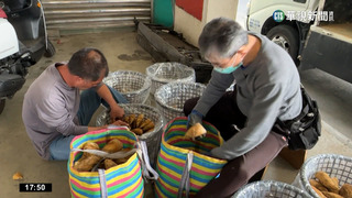 冬筍歉收價格飆漲　每公斤500元創20年新高