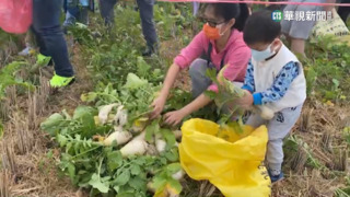 草屯6大農田免費拔蘿蔔 親子體驗農活樂趣