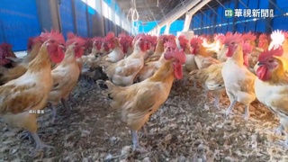 嘉南3場染禽流感 今年半個月已發生10例