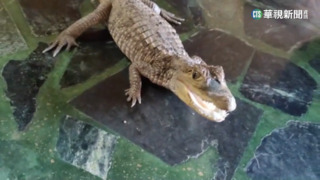 早餐店外水溝竄出鱷魚 民眾、店員聯手圍捕