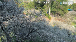 嘉義梅山公園賞梅花 農曆春節正是時候