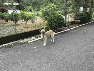 「遊蕩動物」危害本土動物、自然環境 動物園籲：勿主動餵食