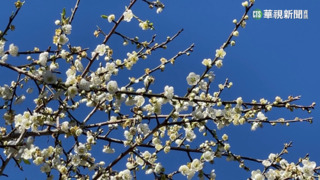 冷氣團報到氣溫驟降　南投信義梅花盛開5成