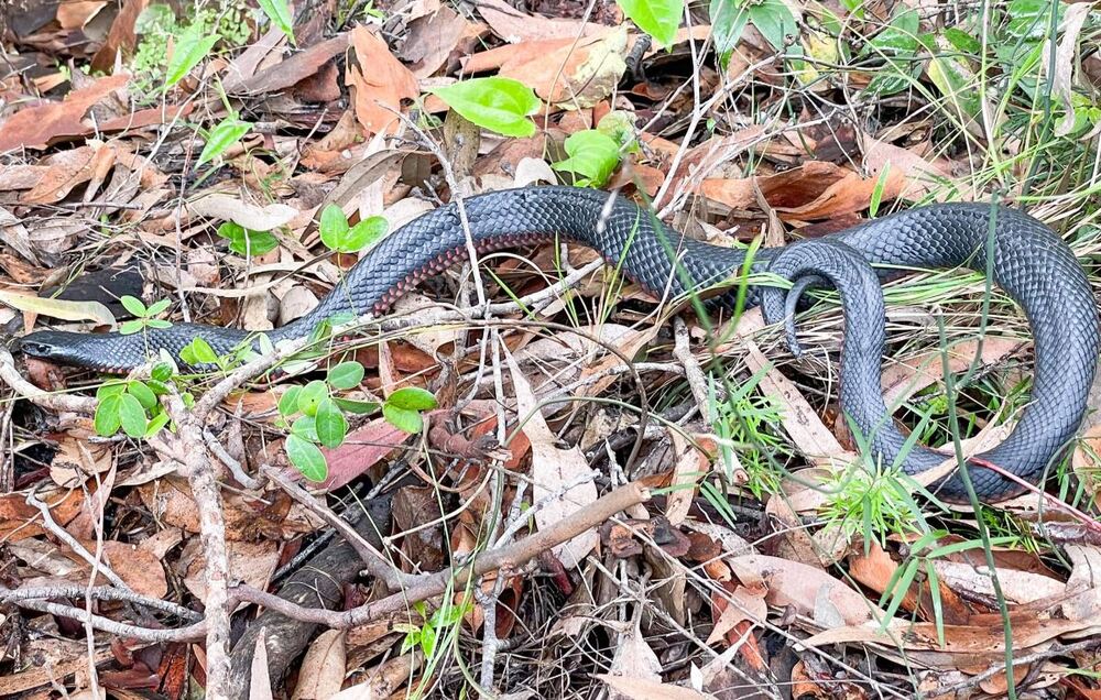 澳洲毒蛇，赤腹伊澳蛇。圖／截自臉書／Lake Macquarie Snake Catcher