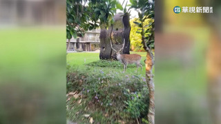 梅花鹿驚喜現身民宿　夢幻畫面如童話故事