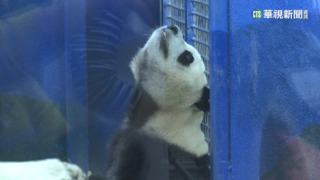 初一走春好天氣　近3萬人搶逛台北動物園