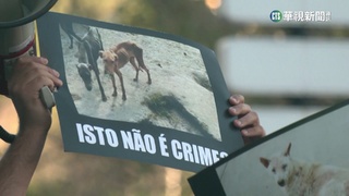 檢提虐待寵物輕判違憲　葡萄牙民眾為動物請命