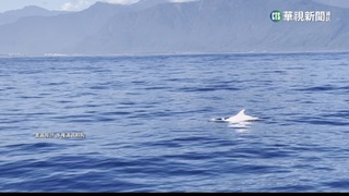 大年初一出海賞鯨　稀有白化「花紋海豚」出沒