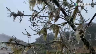 氣溫降到0度！　宜蘭太平山遊樂區下冰霰