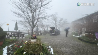 初三寒流發威　拉拉山午後降初雪　遊客樂壞！