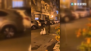 新竹寵物鵝逛大街　民眾:誰家年菜跑出來