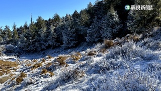 花蓮瑞穗林道飄雪了! 銀白世界美如仙境