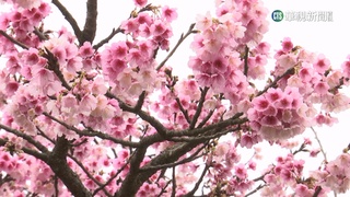 超浪漫！粉嫩櫻花巷　台北平菁街櫻花已開8成