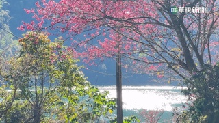 玉山神學院「一片緋紅」　成新興賞櫻祕境
