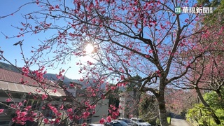 緋紅櫻花綻放  神學院鄰近鯉魚潭成賞櫻勝地