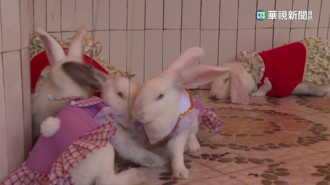 中國各地掀養兔熱潮 電商直播賣寵物兔 | 華視新聞