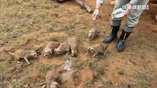 商場遛"狐獴"咬傷人 飼主最高恐被罰30萬