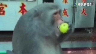 獼猴闖宮廟搶供品 囂張坐供桌吃東西
