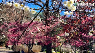 梅花櫻花罕見"同框" 武陵農場湧遊客朝聖